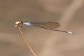 Pseudagrion ignifer male-2006